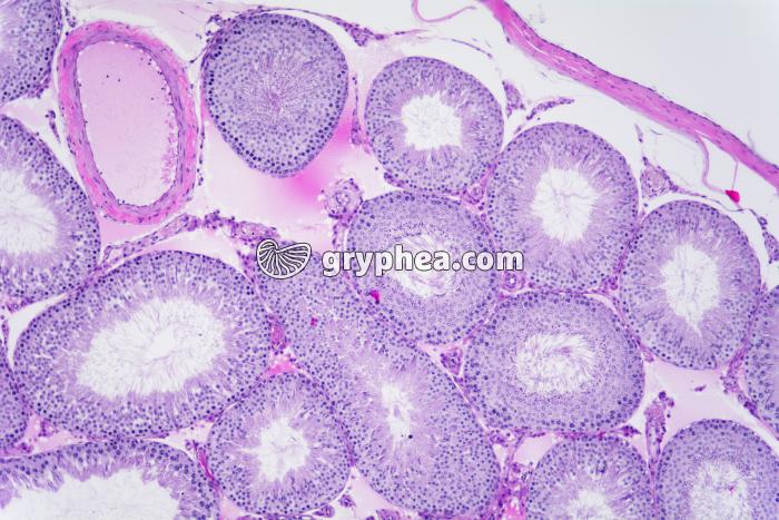 Testicule de Cobaye x25 - gryphea.com